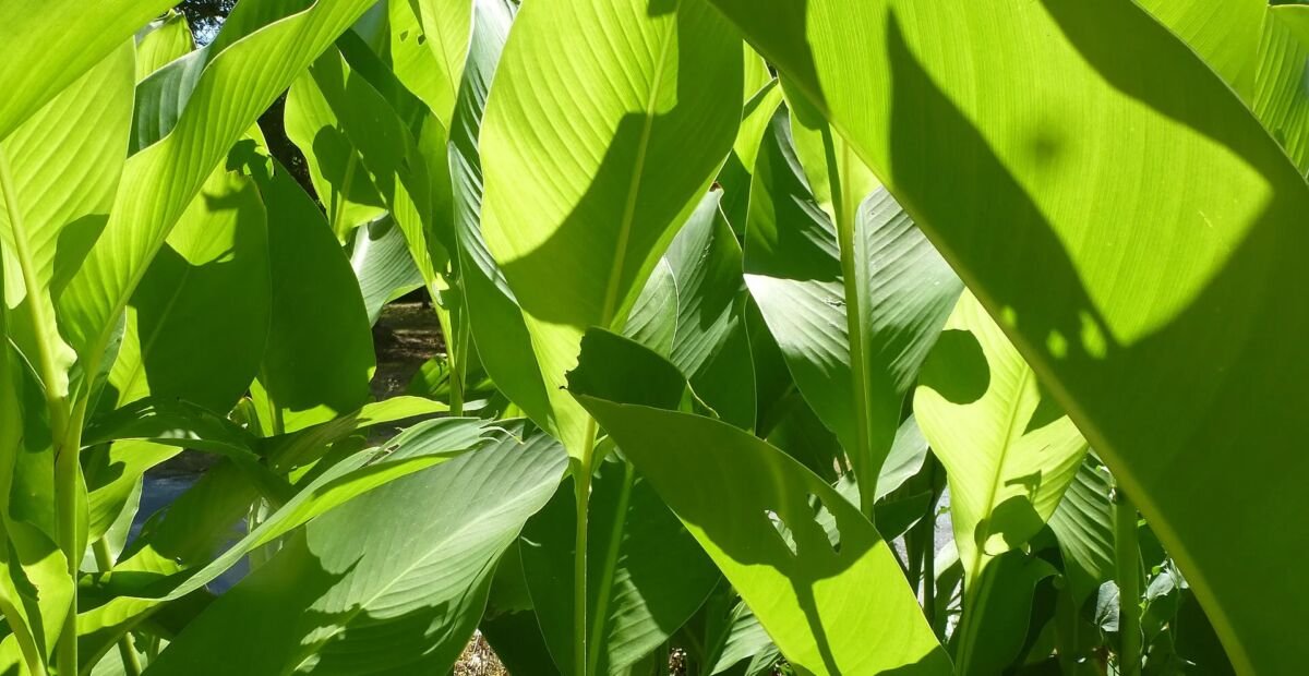Indisches Blumenrohr (Canna indica) – Pflanzenfoto
