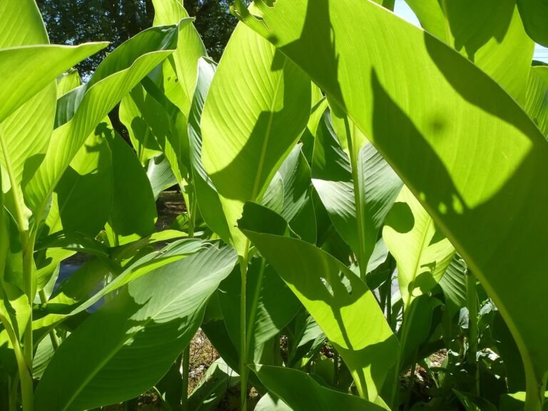 Canna indica