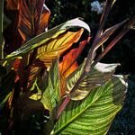 Indisches Blumenrohr (Canna 'Pretoria') – Pflanzenfoto