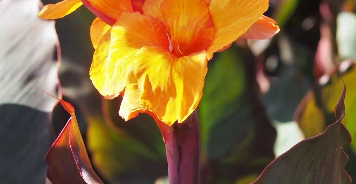 Indisches Blumenrohr 'Wyoming' (Canna 'Wyoming') – Pflanzenfoto