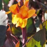Indisches Blumenrohr 'Wyoming' (Canna 'Wyoming') – Pflanzenfoto