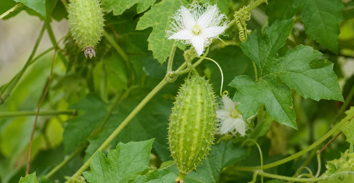 Inka-Gurke (Cyclanthera pedata) – Pflanzenfoto