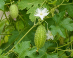 Inka-Gurke (Cyclanthera pedata) – Pflege