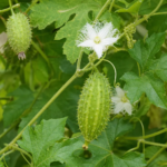 Inka-Gurke (Cyclanthera pedata) – Pflanzenfoto