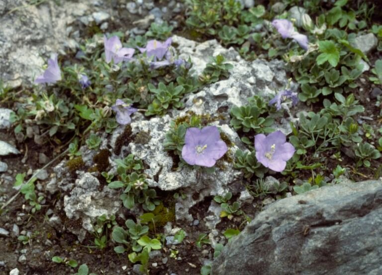 Campanula raineri