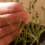 water spinach (Ipomoea aquatica) – plant photo