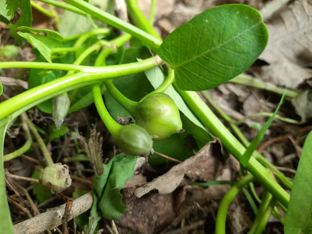 povojník vodný (Ipomoea aquatica) – semená a plody, fotografia rastliny