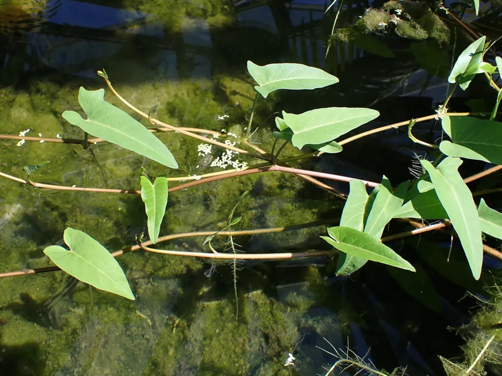 povojník vodný (Ipomoea aquatica) – v záhrade, fotografia rastliny