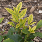 Iron Deficiency Chlorosis