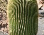 Iznaga de Dulce (Echinocactus platyacanthus) – Pflege
