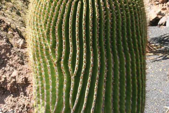 Echinocactus platyacanthus