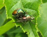 Japanese beetle