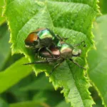Japanese beetle
