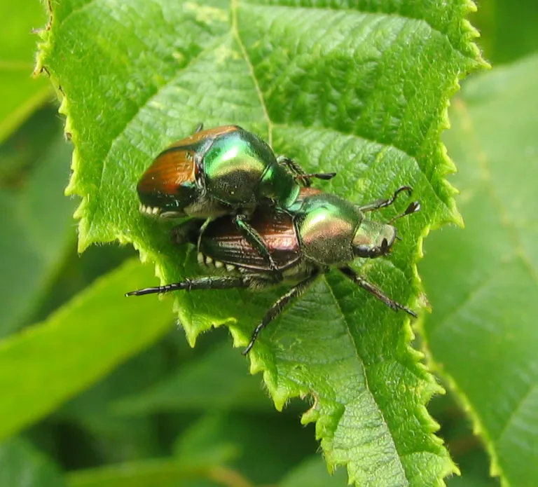 Japanese beetle – diagnostic photo