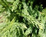 Japanische Sicheltanne ‘Globosa Nana’ (Cryptomeria japonica ‘Globosa Nana’)