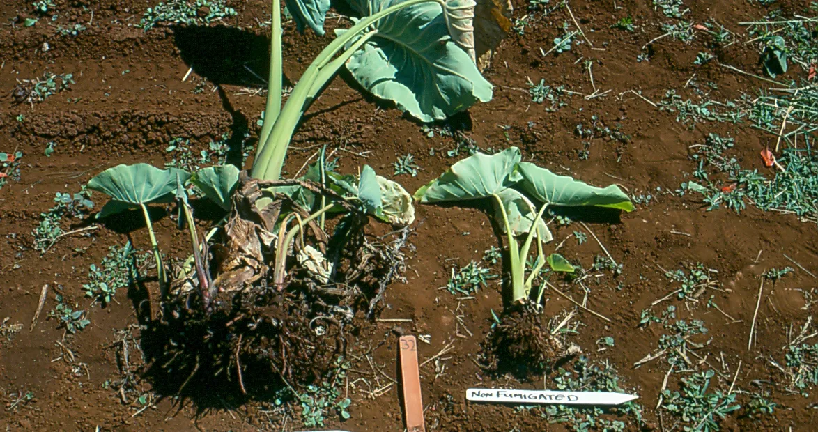 Javanese Root-Knot Nematode