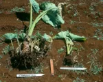 Javanese Root-Knot Nematode
