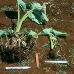 Javanese Root-Knot Nematode