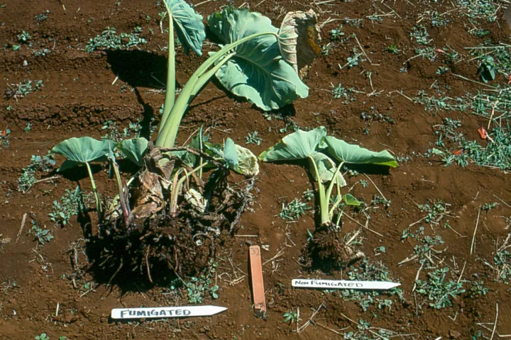 Javanese Root-Knot Nematode
