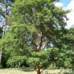javor šedý (Acer griseum) – fotografia rastliny