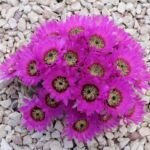 ježica čipkovaná (Echinocereus reichenbachii) – fotografia rastliny