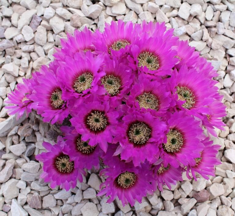 Echinocereus reichenbachii