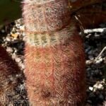 ježica hustotŕnitá (Echinocereus dasyacanthus) – fotografia rastliny