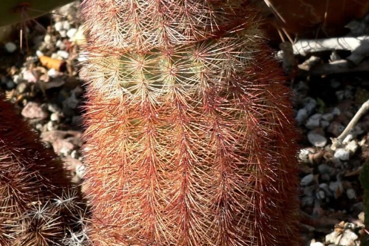 Echinocereus dasyacanthus