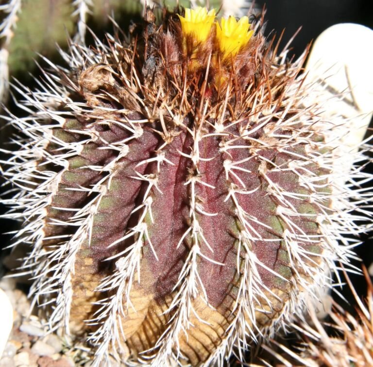 Uebelmannia pectinifera