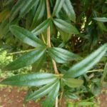 Julianes Berberitze (Berberis julianae) – Pflanzenfoto