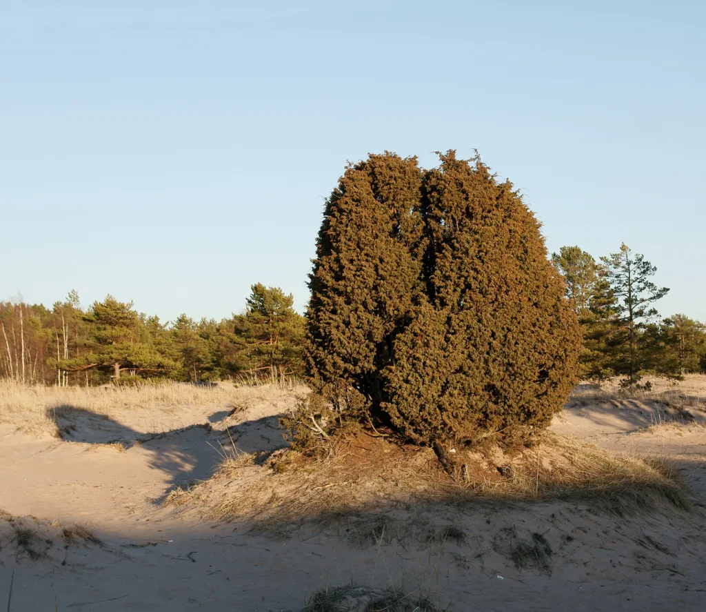 Gemeiner Wacholder (Juniperus communis) – typisches Erscheinungsbild, Pflanzenfoto