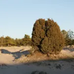 common juniper (Juniperus communis) – plant photo