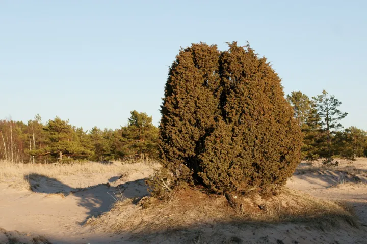 Juniperus communis