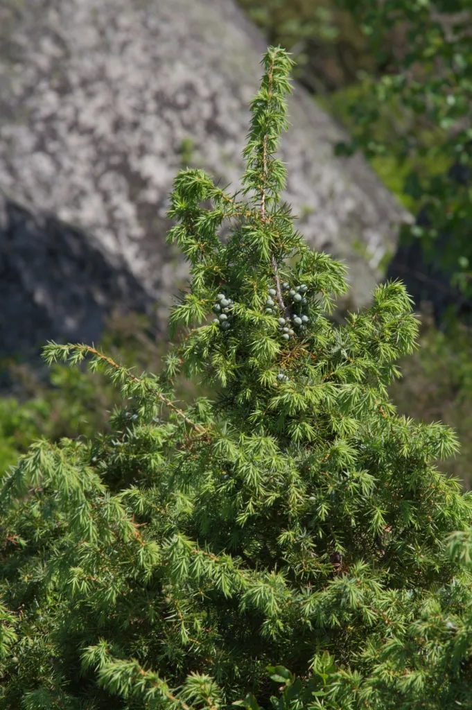 Gemeiner Wacholder (Juniperus communis) – typisches Erscheinungsbild, Pflanzenfoto