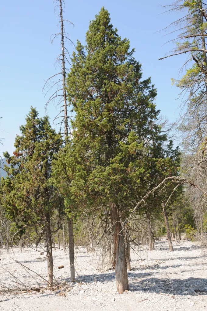 Gemeiner Wacholder (Juniperus communis) – typisches Erscheinungsbild, Pflanzenfoto