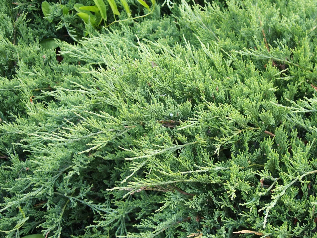 Kriech-Wacholder (Juniperus horizontalis) – im Garten, Pflanzenfoto