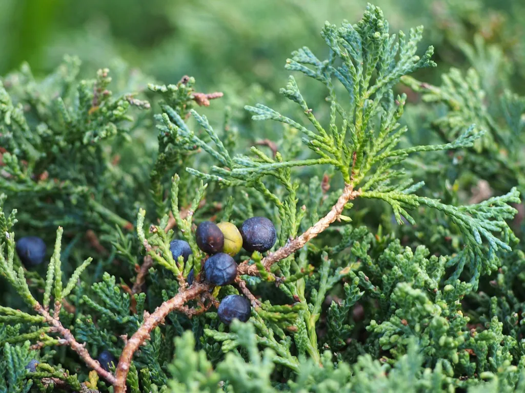 Kriech-Wacholder (Juniperus horizontalis) – im Garten, Pflanzenfoto