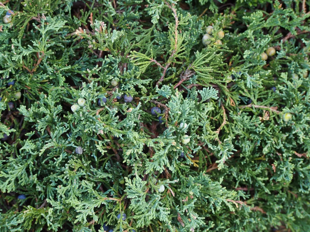 Kriech-Wacholder (Juniperus horizontalis) – im Garten, Pflanzenfoto