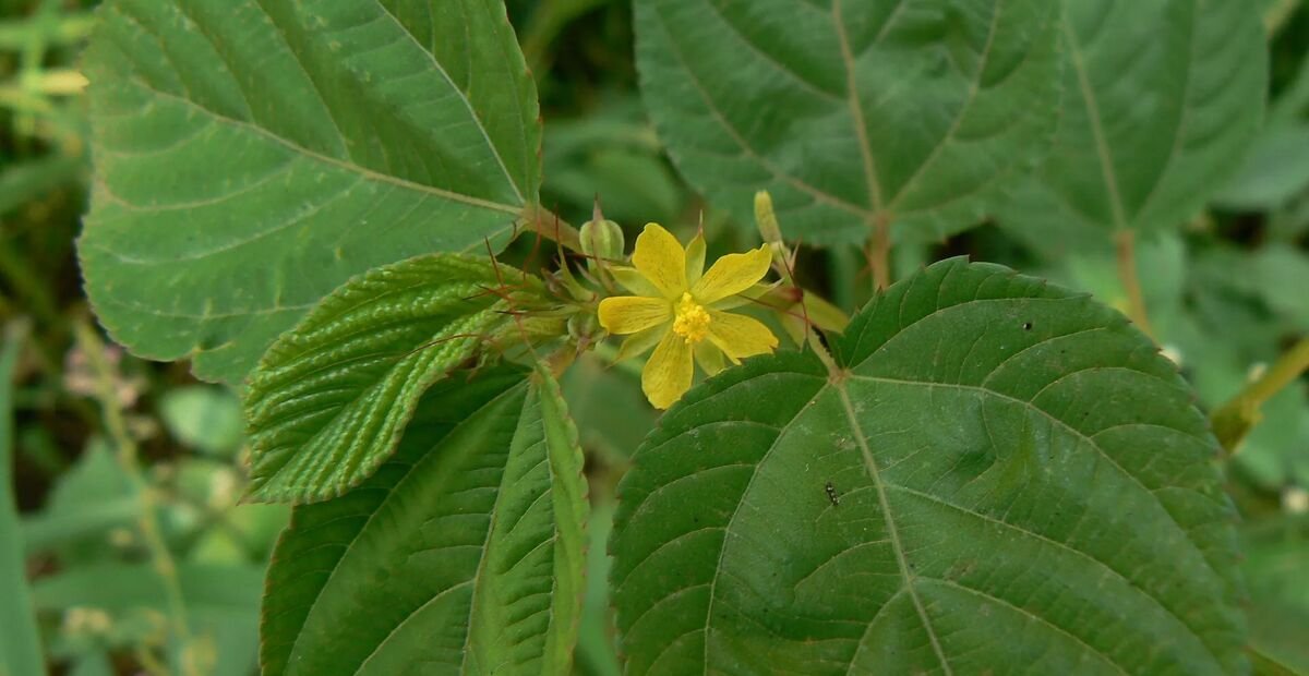 juta dlhoplodá (Corchorus olitorius) – fotografia rastliny