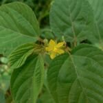 juta dlhoplodá (Corchorus olitorius) – fotografia rastliny