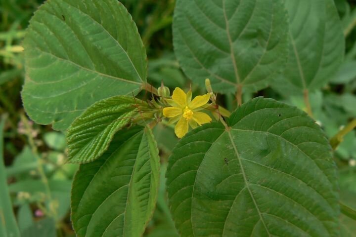 Corchorus olitorius