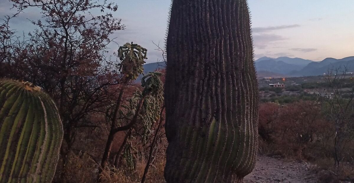 Kakteengewächse (Cactaceae) – Pflanzenfoto