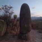 Kakteengewächse (Cactaceae) – Pflanzenfoto
