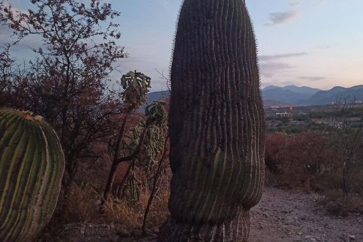 Cactaceae