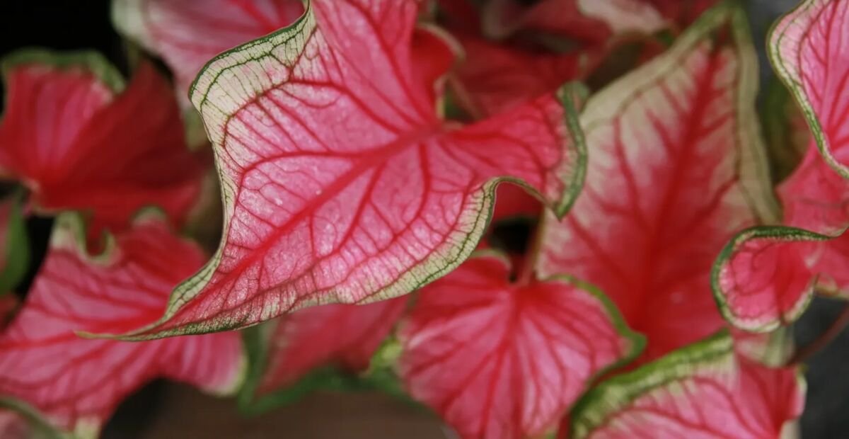 Kaladie ‘Florida Sweetheart’ (Caladium florida 'Sweetheart') – Pflanzenfoto