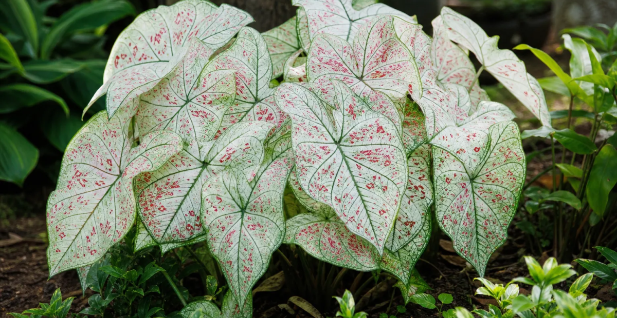 Kaladie ‘Strawberry Star’ (Caladium 'Strawberry Star') – Pflanzenfoto