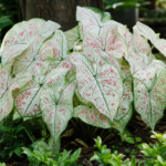 Kaladie ‘Strawberry Star’ (Caladium 'Strawberry Star') – Pflanzenfoto