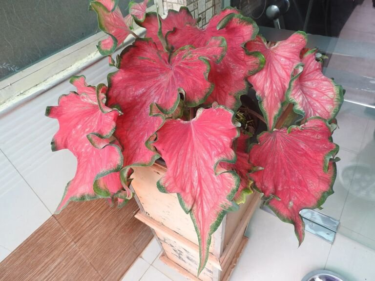 Caladium