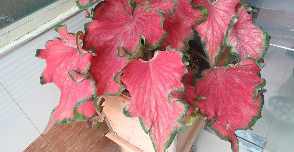 kaládium (Caladium) – fotografia rastliny