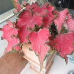 kaládium (Caladium) – fotografia rastliny